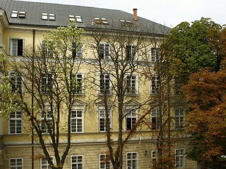 На площі Ринок у Львові зріжуть каштани та липу