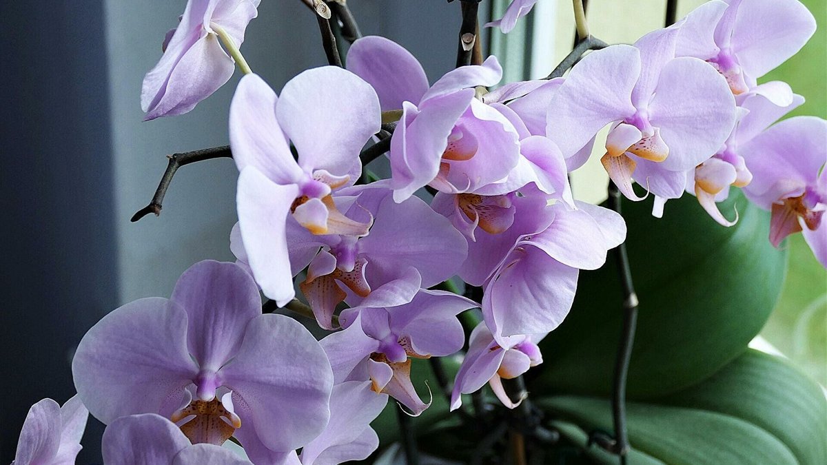Де найкраще тримати орхідеї?