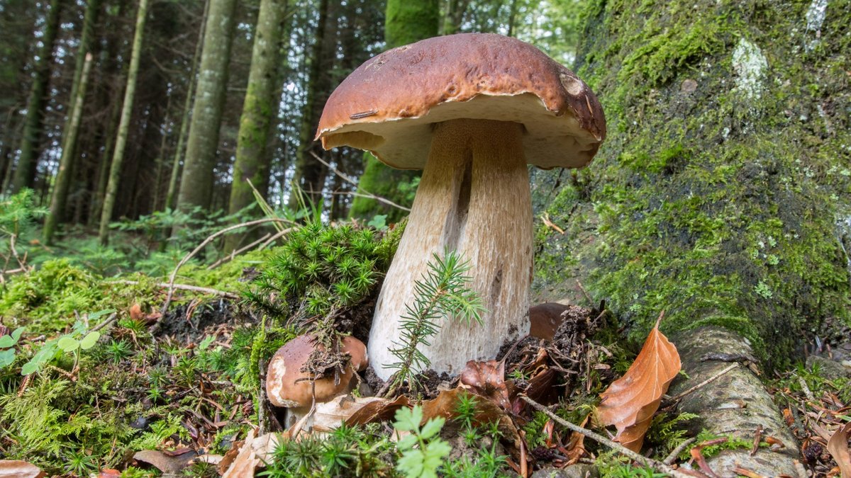 Пізньоосінні гриби: оптимальний час для поїздки і рекомендовані локації