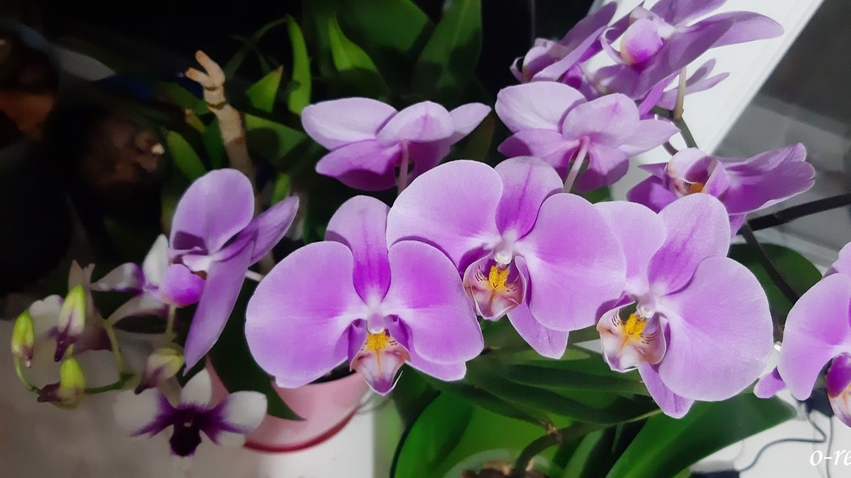 Які рослинні мінерали необхідні орхідеї після цвітіння: 4 кроки догляду