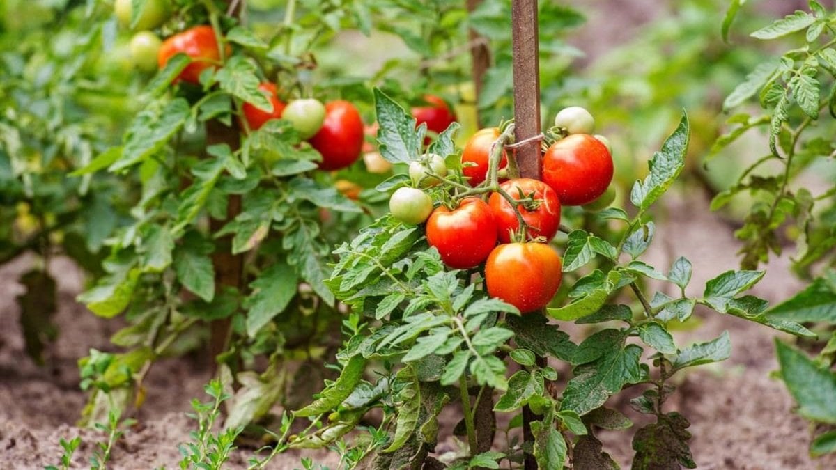 У томатів високе зростання