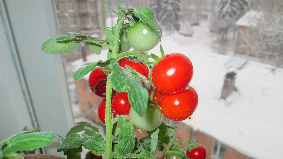 Кращий час для садіння помідорів на балконі