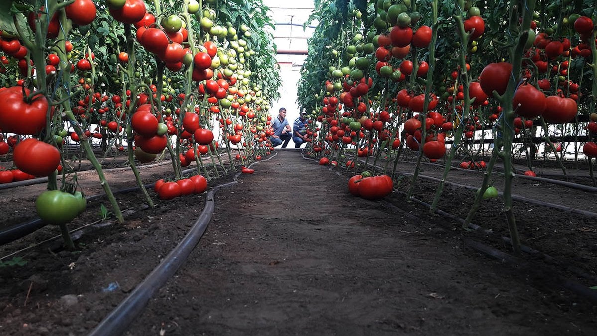 Переваги теплиці при висадженні розсади помідор: