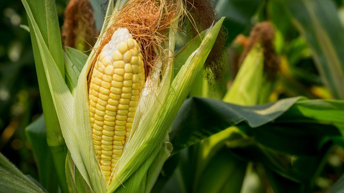 Чим підживити кукурудзу після висадки?