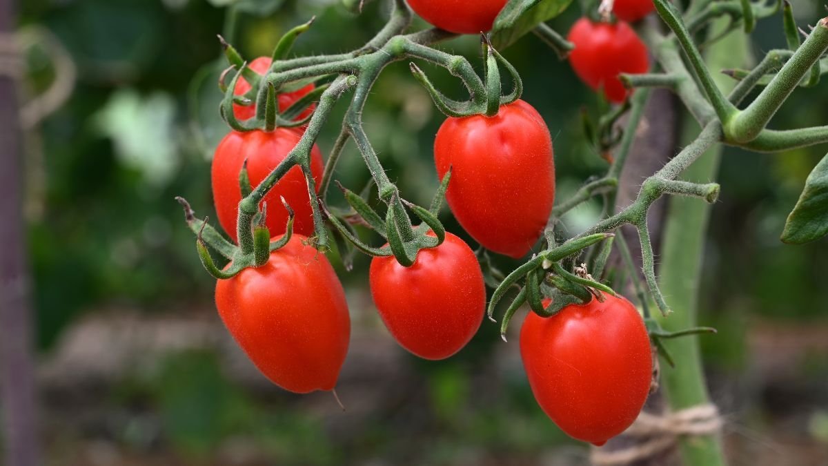 Поради щодо вибору сортів помідорів для посадки у травні