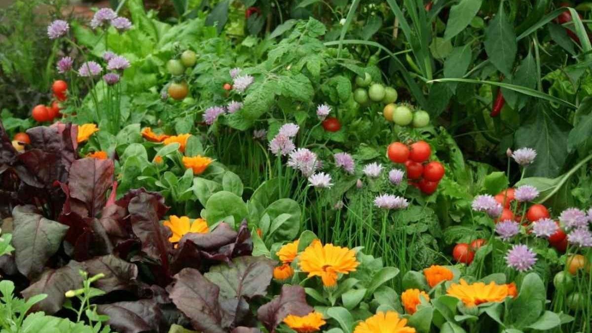 Які рослини садити поруч із чорноплідною горобиною?