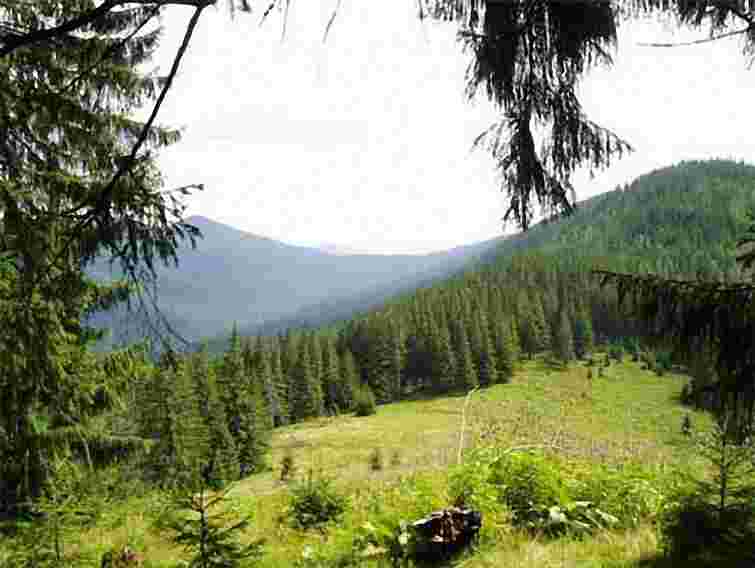 На Буковині чиновники роздали 34 га лісів