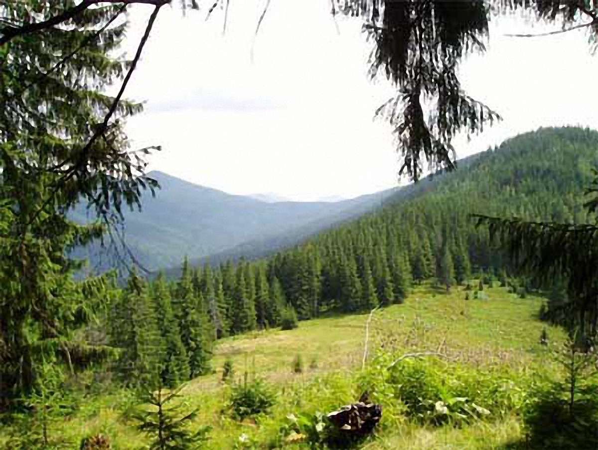 На Буковині чиновники роздали 34 га лісів