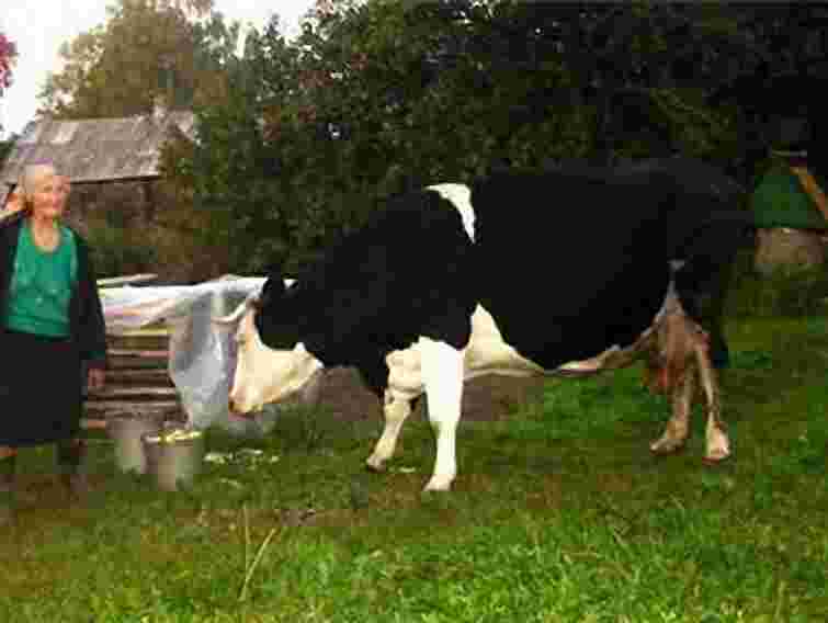 Янукович хоче об’єднувати села, але тільки добровільно