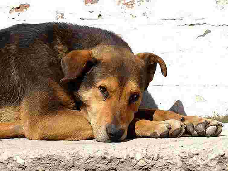 У найбільших містах України збудують притулки для бездомних собак
