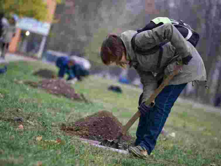 У центрі Львова висаджують дерева