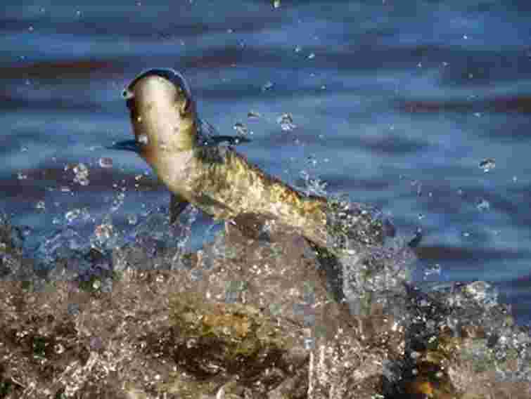 На Львівщині у Гамаліївське озеро запустили 520 кг коропа