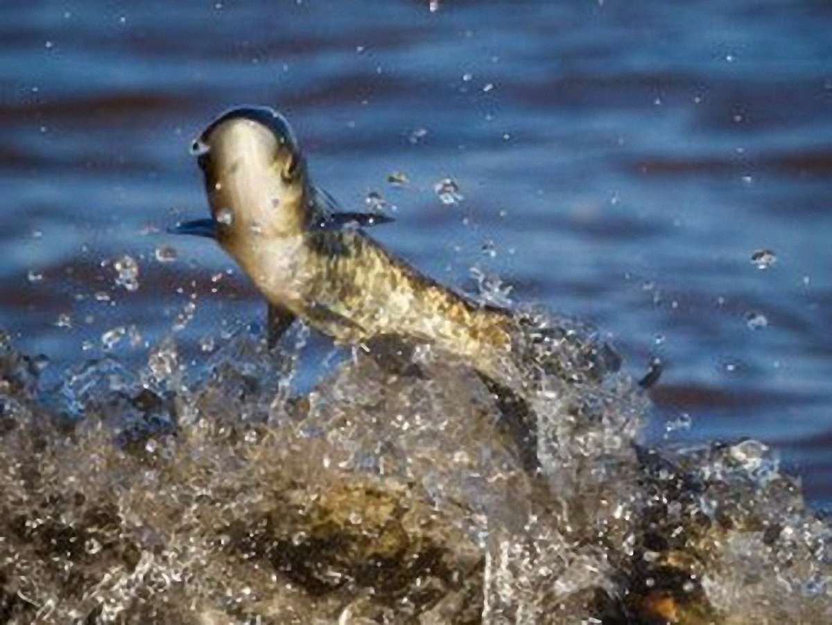 На Львівщині у Гамаліївське озеро запустили 520 кг коропа