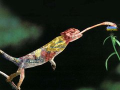 Імітація й мімікрія