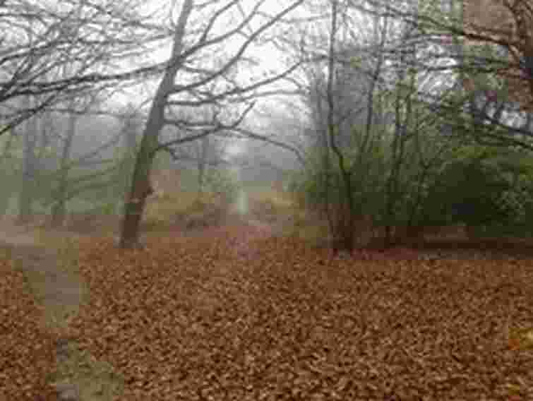 Керівників ЛКП «Зелений Львів» відсторонено від роботи за неприбрані парки