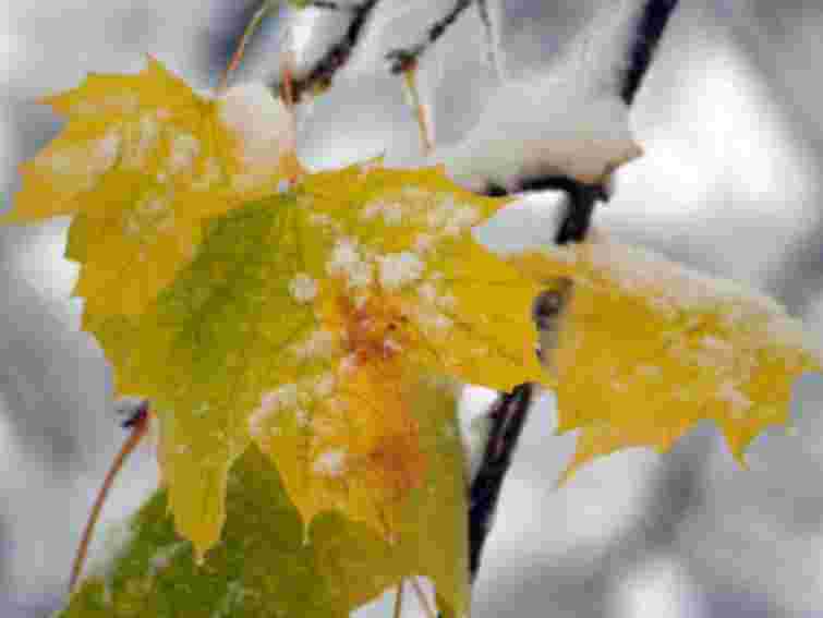 Завтра в Україні мокрий сніг з дощем, в Карпатах - мороз