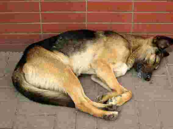 Світ закликають бойкотувати Євро-2012 через знищення бездомних тварин 