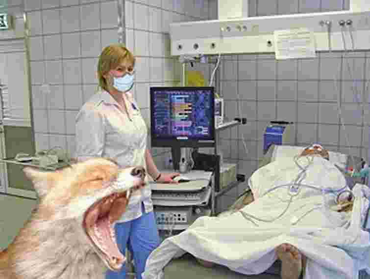 На Тернопільщині від сказу помер 54-річний чоловік