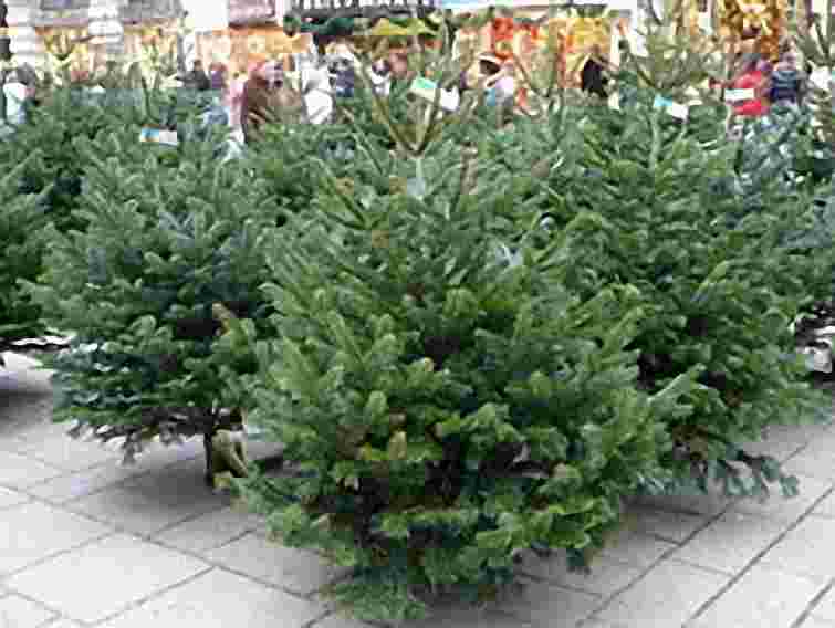 43 ялинки з Львівщини відправили до Ватикану