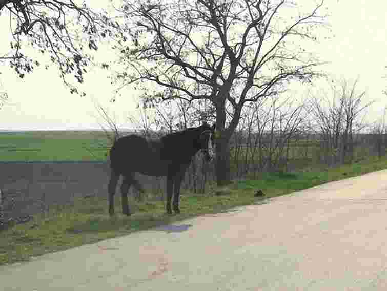 На Львівщині мотоцикліст наїхав на коня: постраждала пасажирка