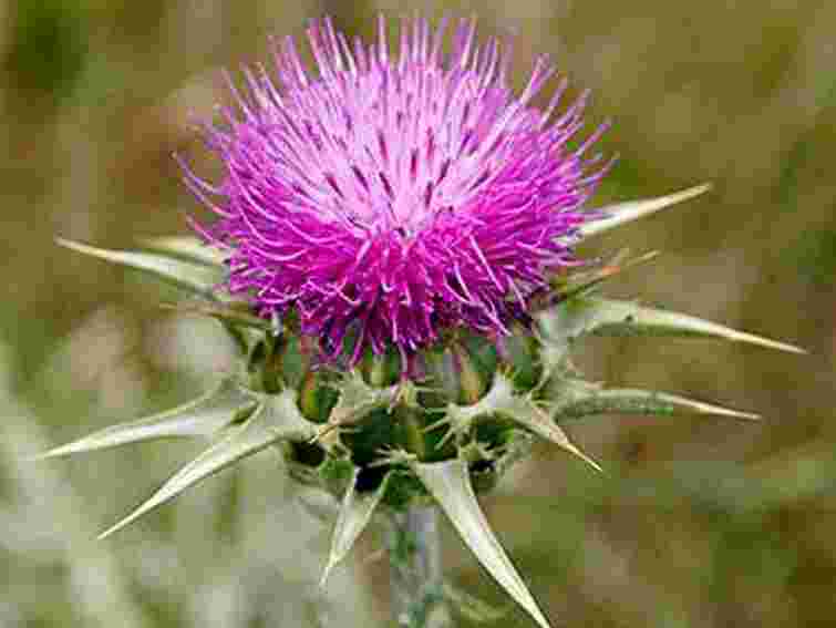 Януковичу, Азарову і Тігіпку дали по будяку