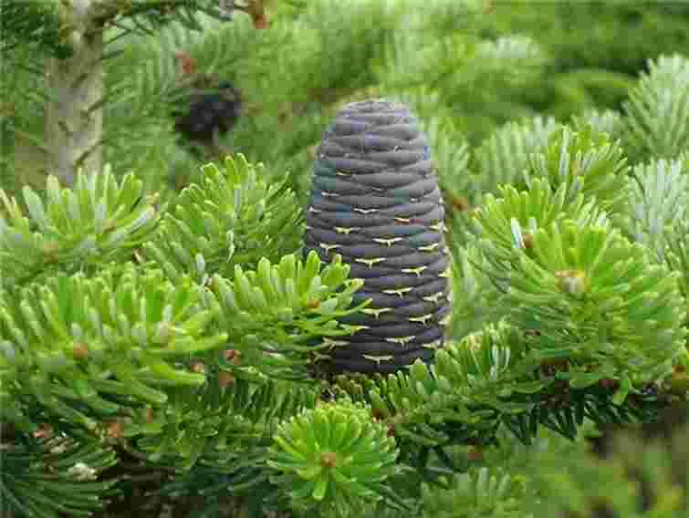 Новорічну ялинку для Львова привезли з Пустомит