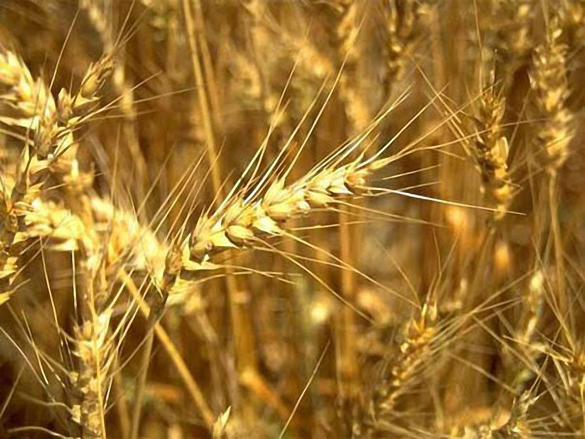 Україна зібрала майже 58 мільйонів тонн зерна 