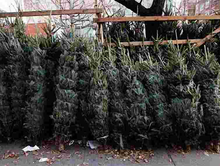 У Львові визначили місця продажу ялинок