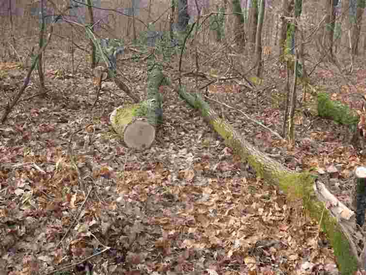 На Закарпатті по-варварськи вирубують рідкісні види дубів