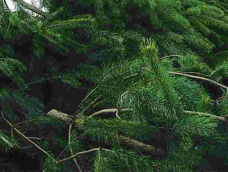 У Львові ДАІ затримало вантажівку з ялинками