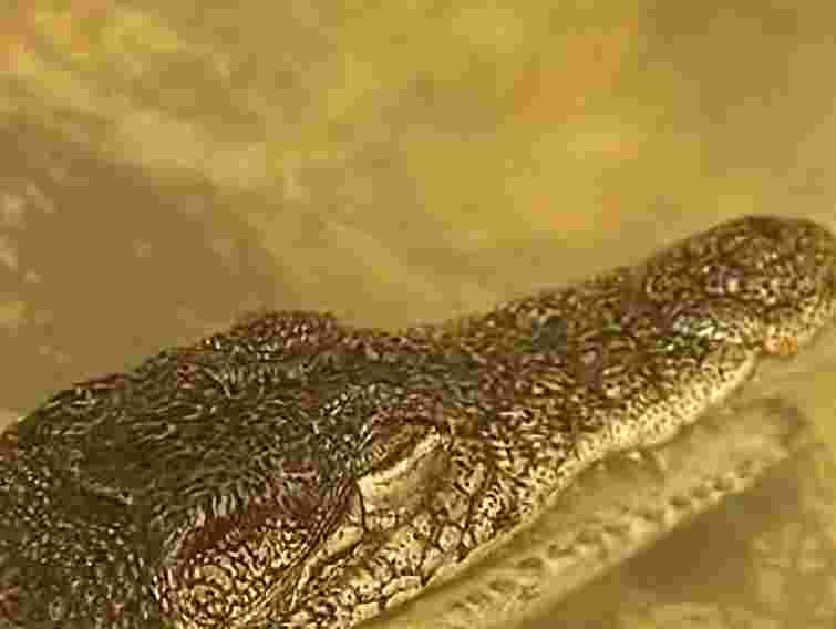 Мешканцям акваріумів Алушти та Ялти влаштували Новий рік