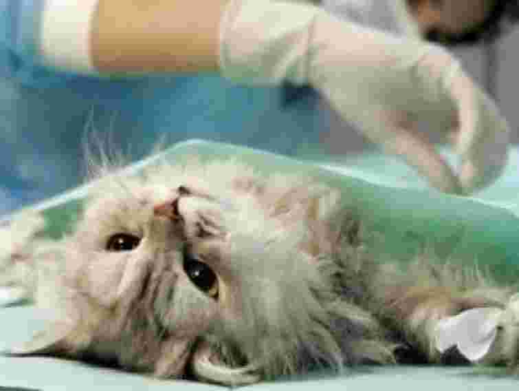 Рада дозволила наркотичні препарати у роботі ветеринарів