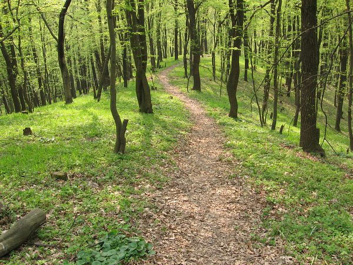 На Буковині лісники завдали збитків державі на 800 тис. грн
