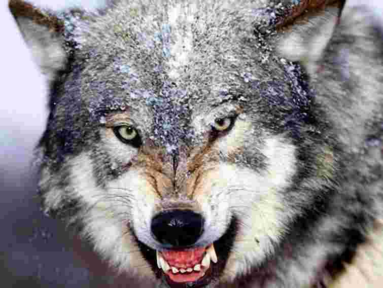 На Тернопільщині скажений вовк покусав жінку