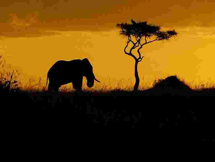 Навесні попри конфлікти відкриється перший сафарі-парк в Україні