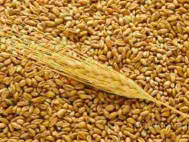 Спиртзавод на Львівщині купив пшениці на 5 млн грн без тендеру  