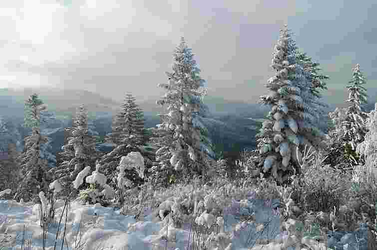 У Карпатах туристи з Луганська на квадроциклі впали у прірву