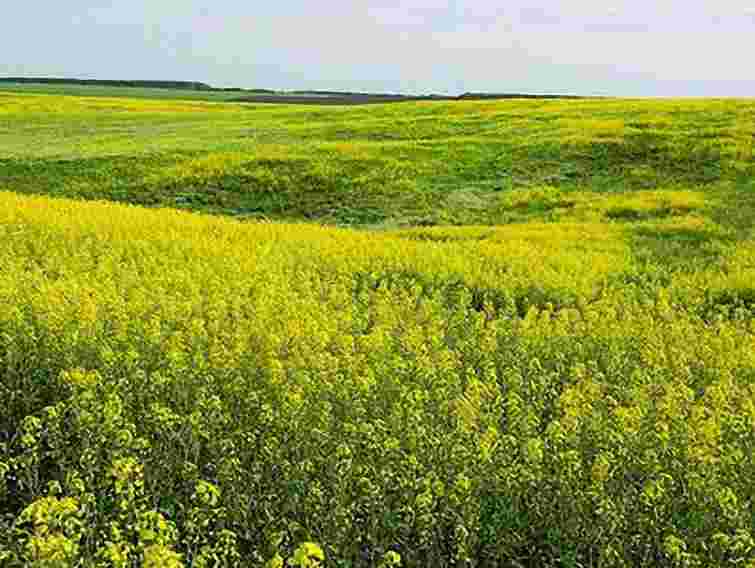 Агрокомпанія «Лендком» з активами в Україні припиняє існування