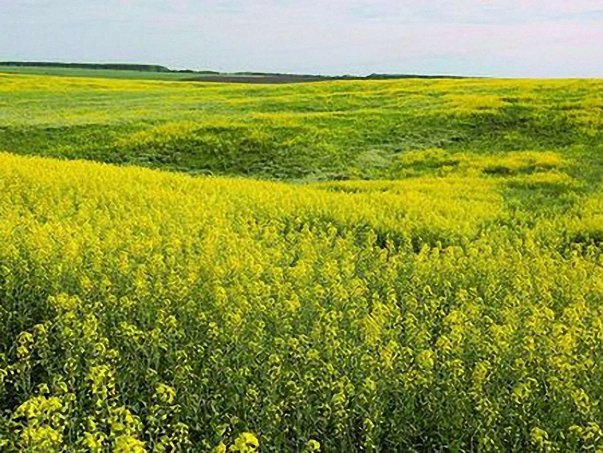 Агрокомпанія «Лендком» з активами в Україні припиняє існування
