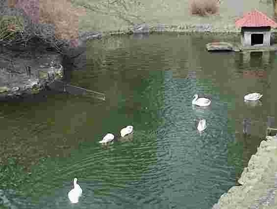 Лебеді зі Стрийського парку зимують в теплиці