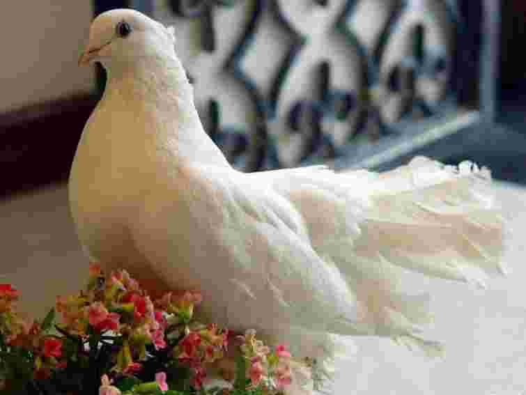 У Бельгії за поштового голуба виручили рекордні $328 тис.