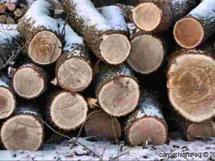 На Львівщині виявили незаконну рубку дерев