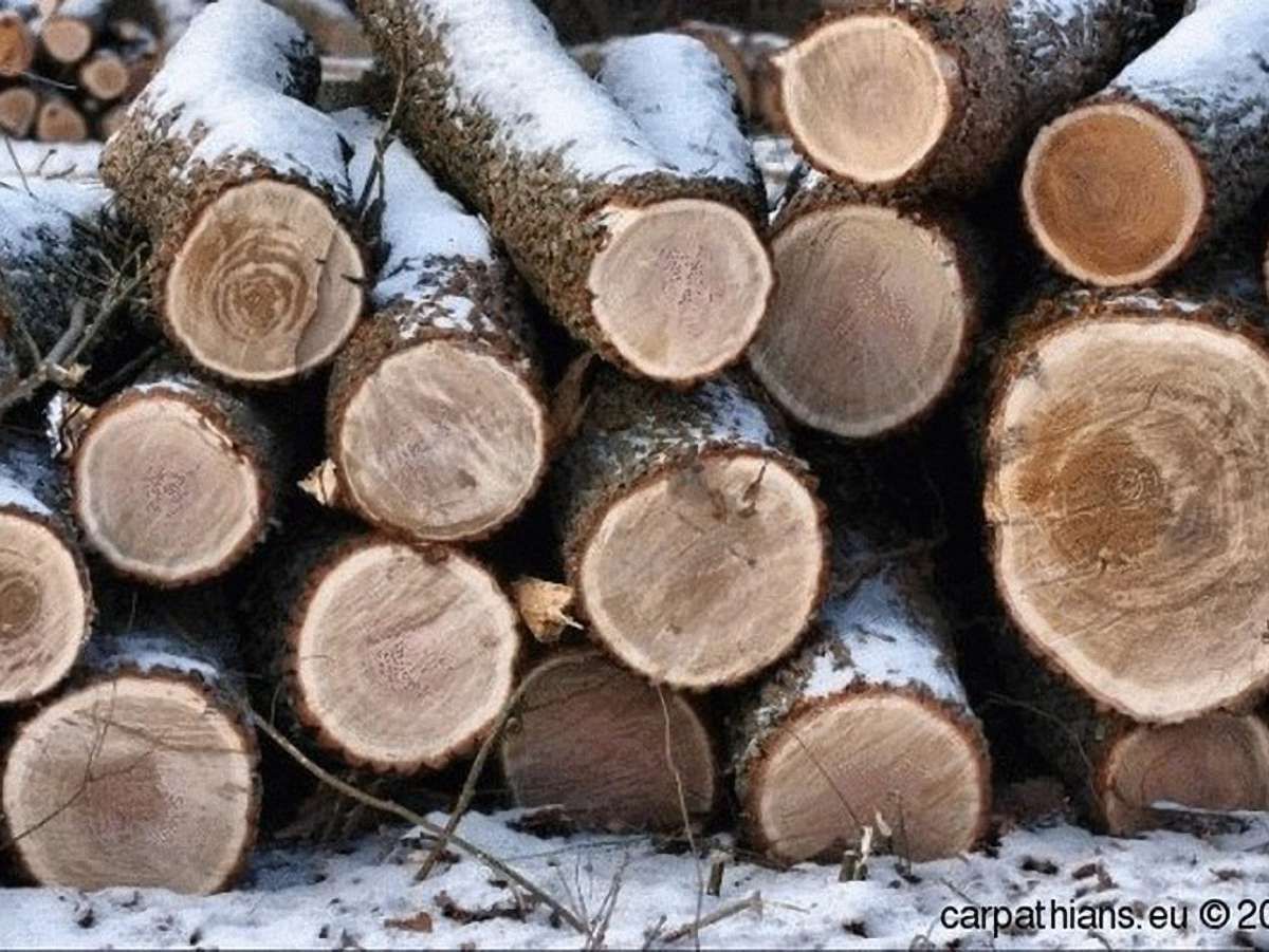 На Львівщині виявили незаконну рубку дерев