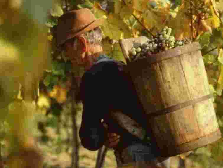 До Львова з’їдуться винороби з Угорщини