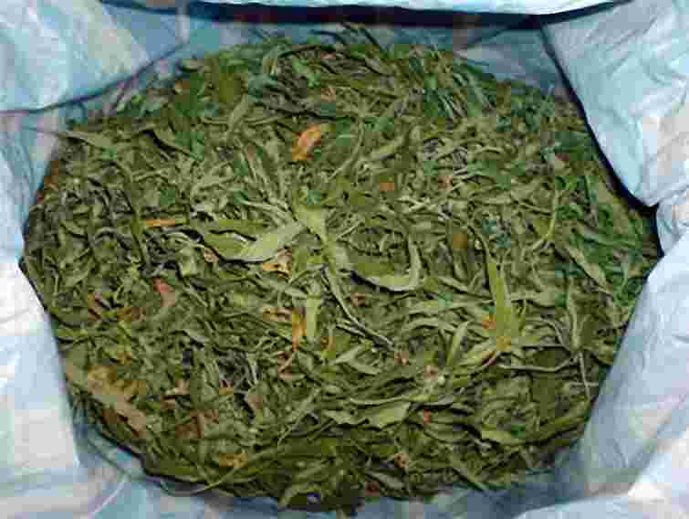 У львів’янина на кордоні СБУ вилучила 1,5 кг канабісу