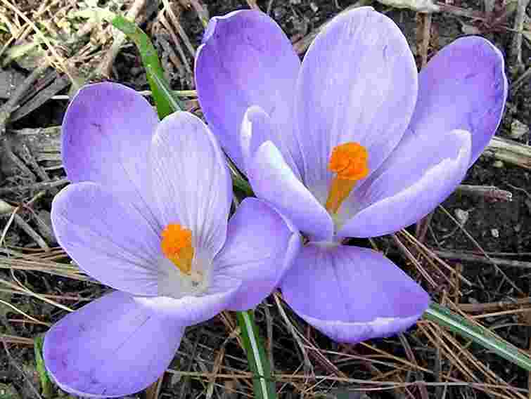 Львів’ян  закликають не зривати та не купувати первоцвіти