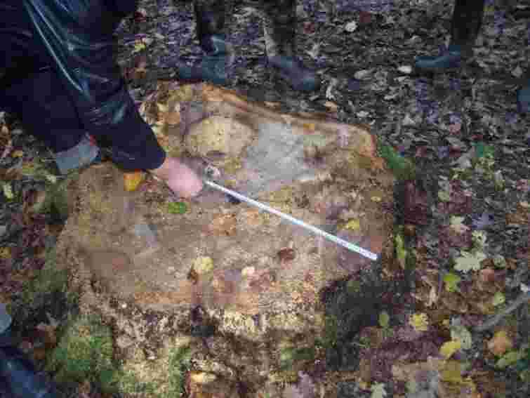 У парку Києва за ніч незаконно зрубано майже сотню дерев