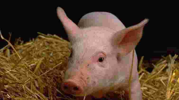 Україна заборонила ввіз свинини і молока з Білорусі