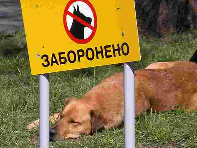 З початку року у Львові проведено 8 рейдів щодо вигулу собак