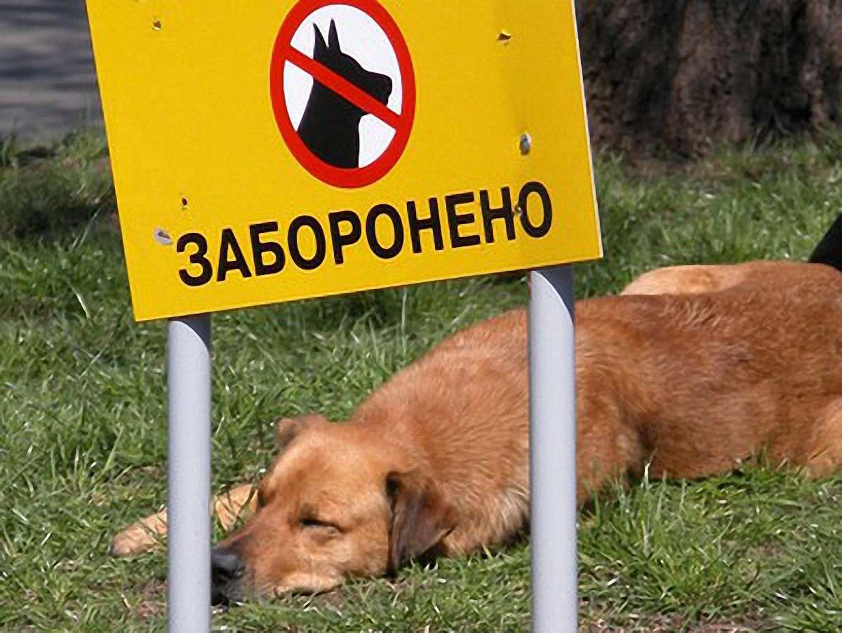 З початку року у Львові проведено 8 рейдів щодо вигулу собак